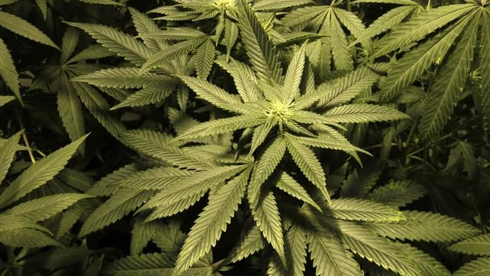 Marijuana Legalization Clears Hurdle to Maine Ballot