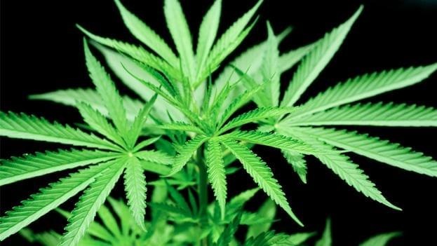 Marijuana paraphernalia bill advances