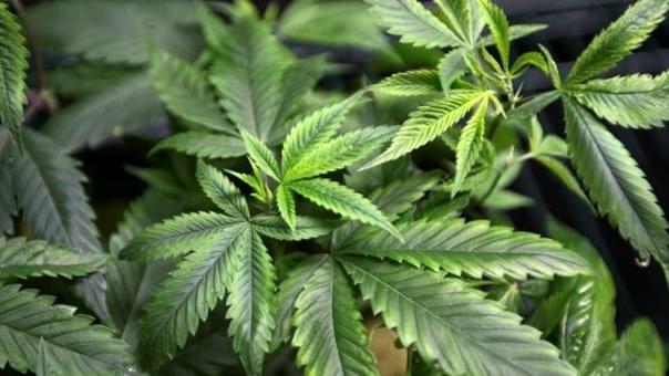 Marijuana To Be Legal In Maine On Monday