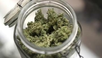 Marijuana to become main stream legal?