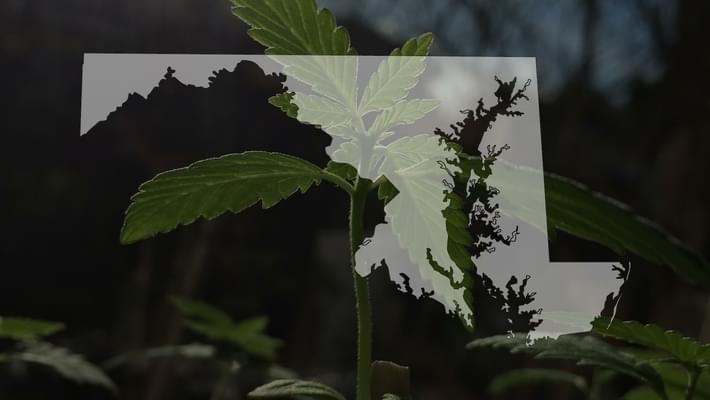 Maryland approves first medical marijuana dispensary