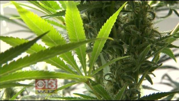 Maryland House Of Delegates Passes Marijuana Decriminalization Bill