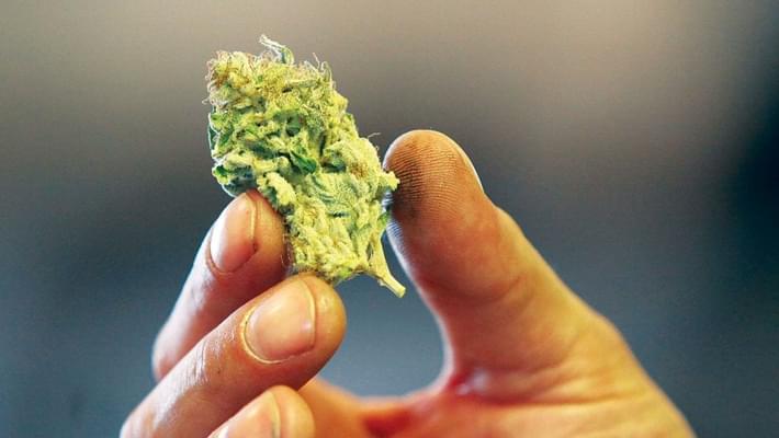 Mat-Su assembly to consider temporary ban on marijuana businesses