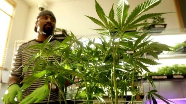 Med pot shops could sell recreational marijuana under proposal