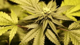 Medical Marijuana After Traumatic Event 'Pevents PTSD Symptoms'