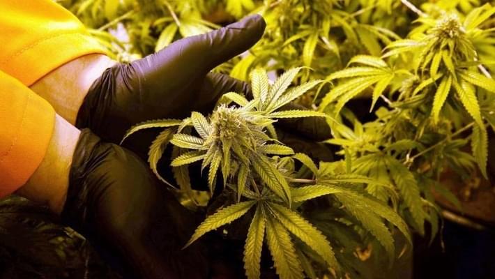 Medical marijuana amendment approved