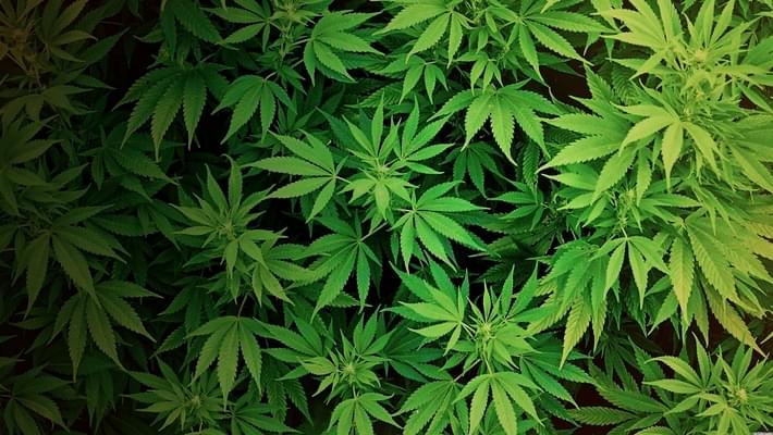 Medical marijuana bills to be heard by House panel today following veterans' plea