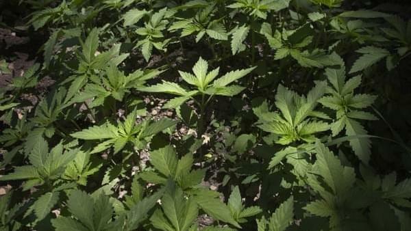 Medical Marijuana, Gateway Drug or Harmless Plant?