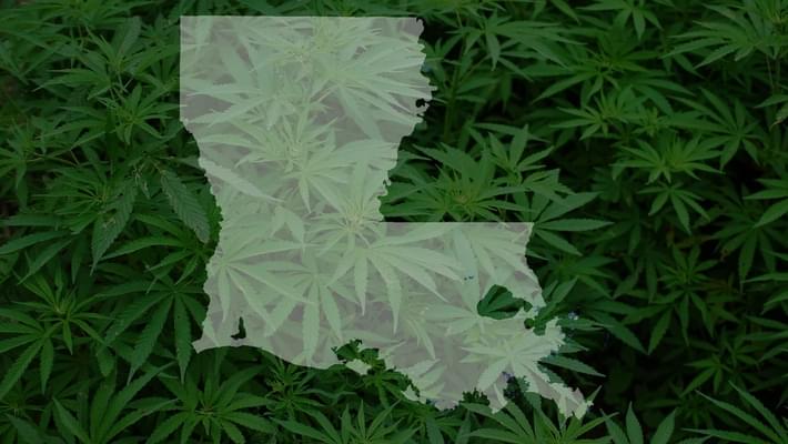 Medical marijuana in Louisiana expected to be planted Friday
