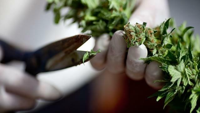 Medical Marijuana minus the high- Isreali company perfects buds high in CBDs
