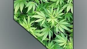 Medical marijuana now legal in Nevada