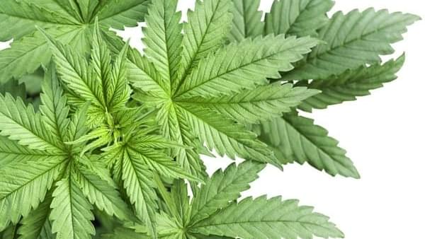 Medical Marijuana Regulatory Bills Advance in California