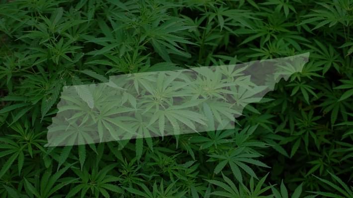 Medical marijuana task force drafting bill to legalize cannabis oil in TN