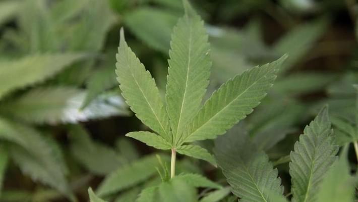 Medical marijuana will be on Florida's ballot in November