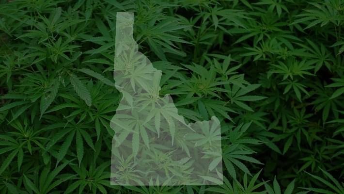 Medical marijuana worth a look in Idaho