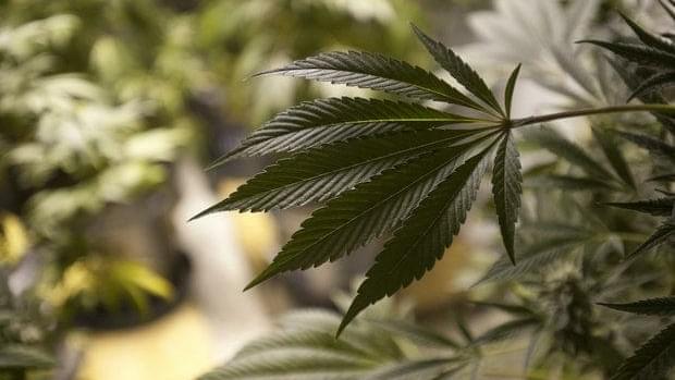 Michigan legislature has opportunity to make medical marijuana safe for patients