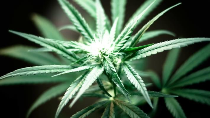 Michigan officials prepare for influx of medical marijuana applications