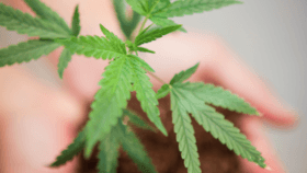  Minnesota names new director of medical cannabis