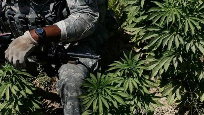 More veterans using marijuana for PTSD
