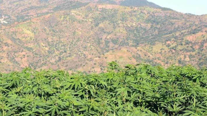 Morocco MPs to study benefits of looser cannabis laws