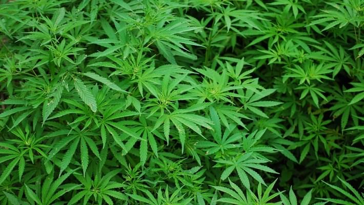 Most teens report using marijuana less often after legalization
