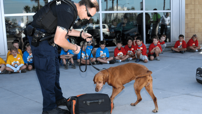 Myth or Fact: Do Airport Security Dogs Actually Sniff for Drugs?