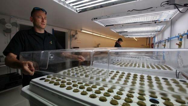 Native American tribe to open first marijuana resort in US