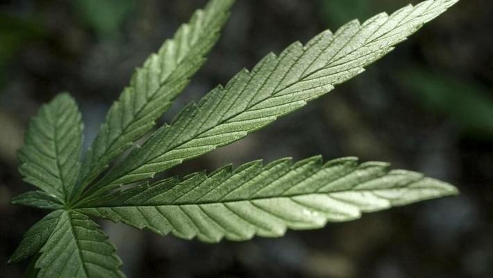 Nevada Marijuana Sales Estimated to Hit $630 Million by 2020