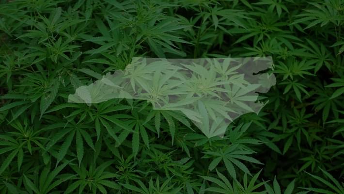 New Bill Would Allow North Carolinians To Possess Up To 4 Ounces Of Marijuana