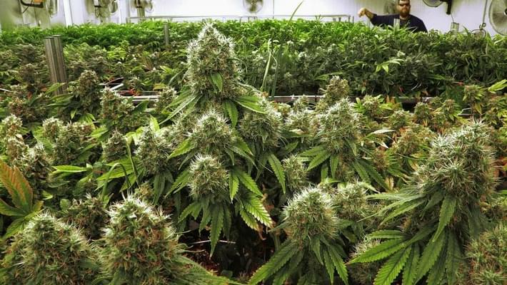 New Hampshire House Approves Marijuana Decriminalization Bill