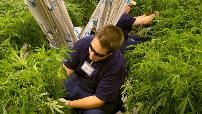 New medical-marijuana products OKd in N.J.
