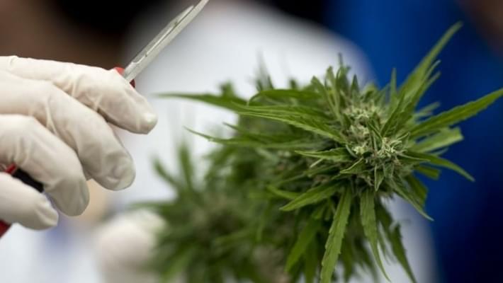 New Poll Shows Most Arizonans Favor Eliminating Marijuana Prohibition 