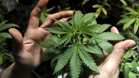 New rules for Medical Marijuana Registry Program