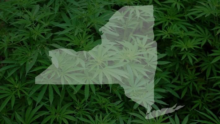 New York Health Officials See Marijuana as an Alternative to Opioids
