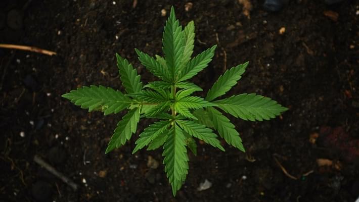 N.J. legal marijuana legislation stalls, and lawmakers punt it to the summer