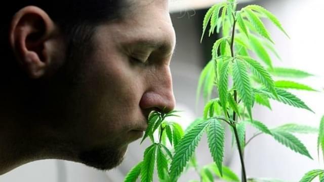 Odor of marijuana smoke wafting from neighbor's apartment not legally "offensive," appeals court rules