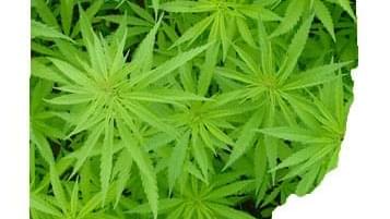 Ohio to Become Possible Medical Marijuana State