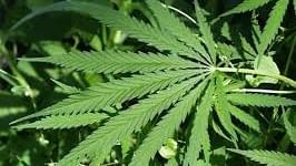 Ohio to vote on marijuana legalization