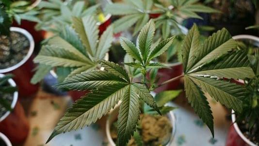  Oregon recruiting 11 recreational marijuana inspectors