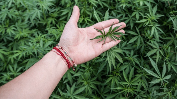 Outdoor Cultivation: How to Have a Successful Off-Season