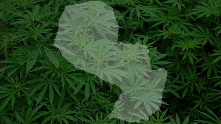 Paraguay Congress legalizes planting of medical marijuana