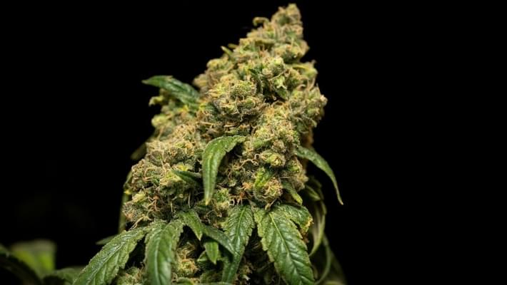 Pheno Hunting Cannabis: How Growers Pick their Strains