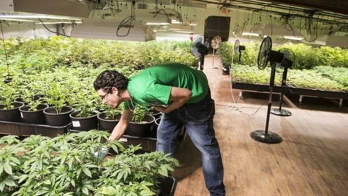 Phoenix prepares for legalization of recreational marijuana