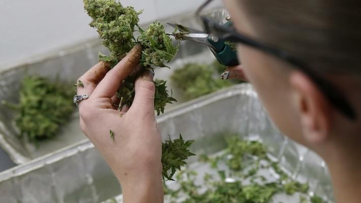 Poll: 3 out of 5 New Mexicans support marijuana legalization