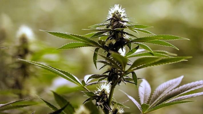 Poll: Majority of Virginia voters support easing marijuana laws