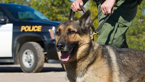 Pot-sniffing dogs out of a job as marijuana becomes legal in Oregon 