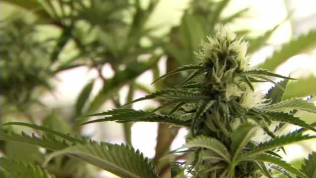 Proposed pot-plant limits spark outcry from medical marijuana supporters