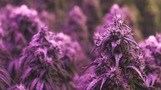 Purple Cannabis: Why You Should Care About Color