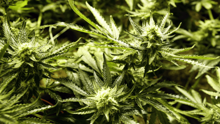 Pushkin introduces bill to legalize marijuana in WV