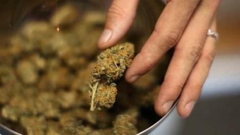 Rand study: WA residents consumed 175 metric tons of pot in 2013 